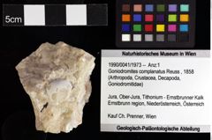 Foto (Objket + Etiketten) von Goniodromites complanatus (Reuss, 1858) 